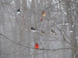 Northern Cardinals, Dark-eyed Juncos, House Finches