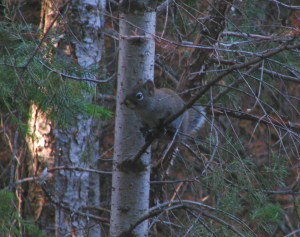 squirrel on flagstaff
