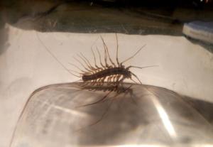 house centipede in the basement