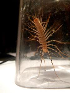 Ramon the House Centipede