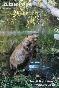 Arkive American Beaver