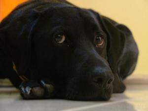 The_Boogie_Look_by_Kutchas_618x464