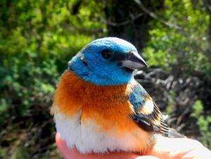 lazuli bunting_613x464