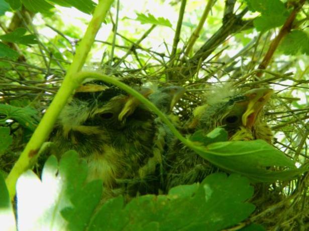 Black-headed Grosbeak nestlings at about day 12. Slightly cuter, but still pretty ugly.