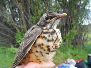 A young American Robin held in the hand of a bird biologist. 