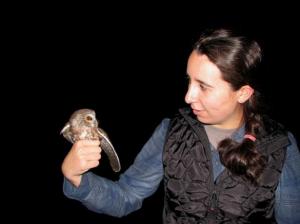 another saw whet_615x461