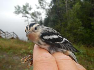 a black-and-white warbler held in the hand of a bird bander. 