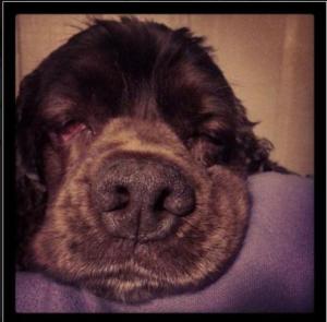 Rocky Mountain Cocker Rescue