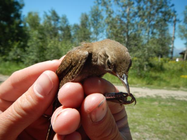Jackson Wyoming Teton Science School bird banding