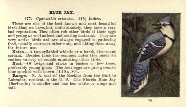 blue jay